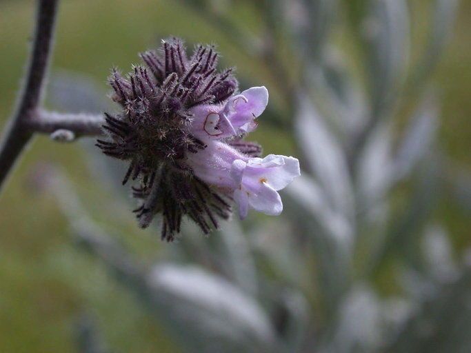 Eriodictyon traskiae — houseplant care guide