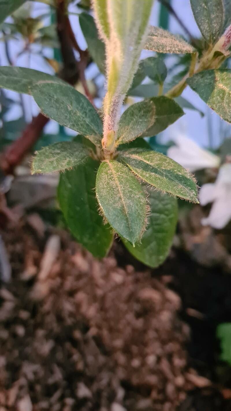 Rhododendron ciliipes — houseplant care guide