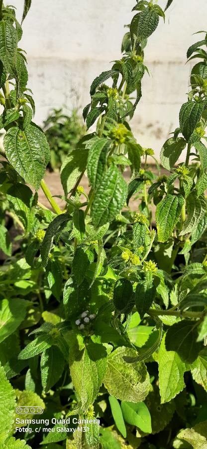 Eleutheranthera ruderalis habit