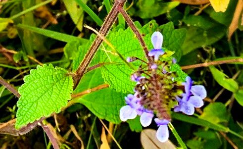 Coleus australis flower