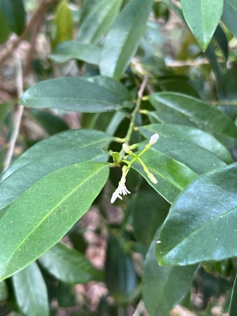 Vallesia antillana leaf