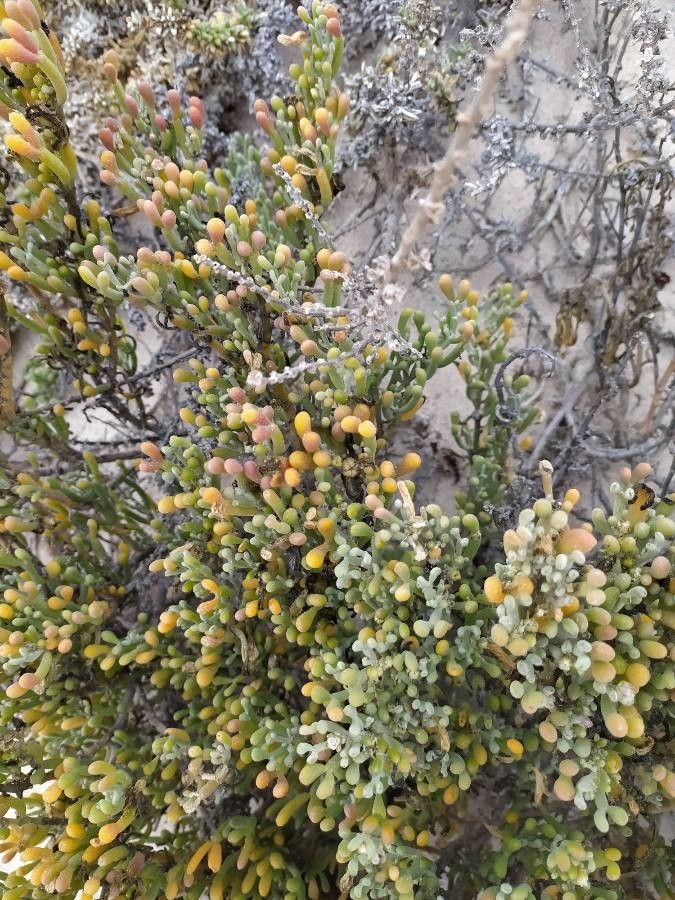 Zygophyllum fontanesii leaf