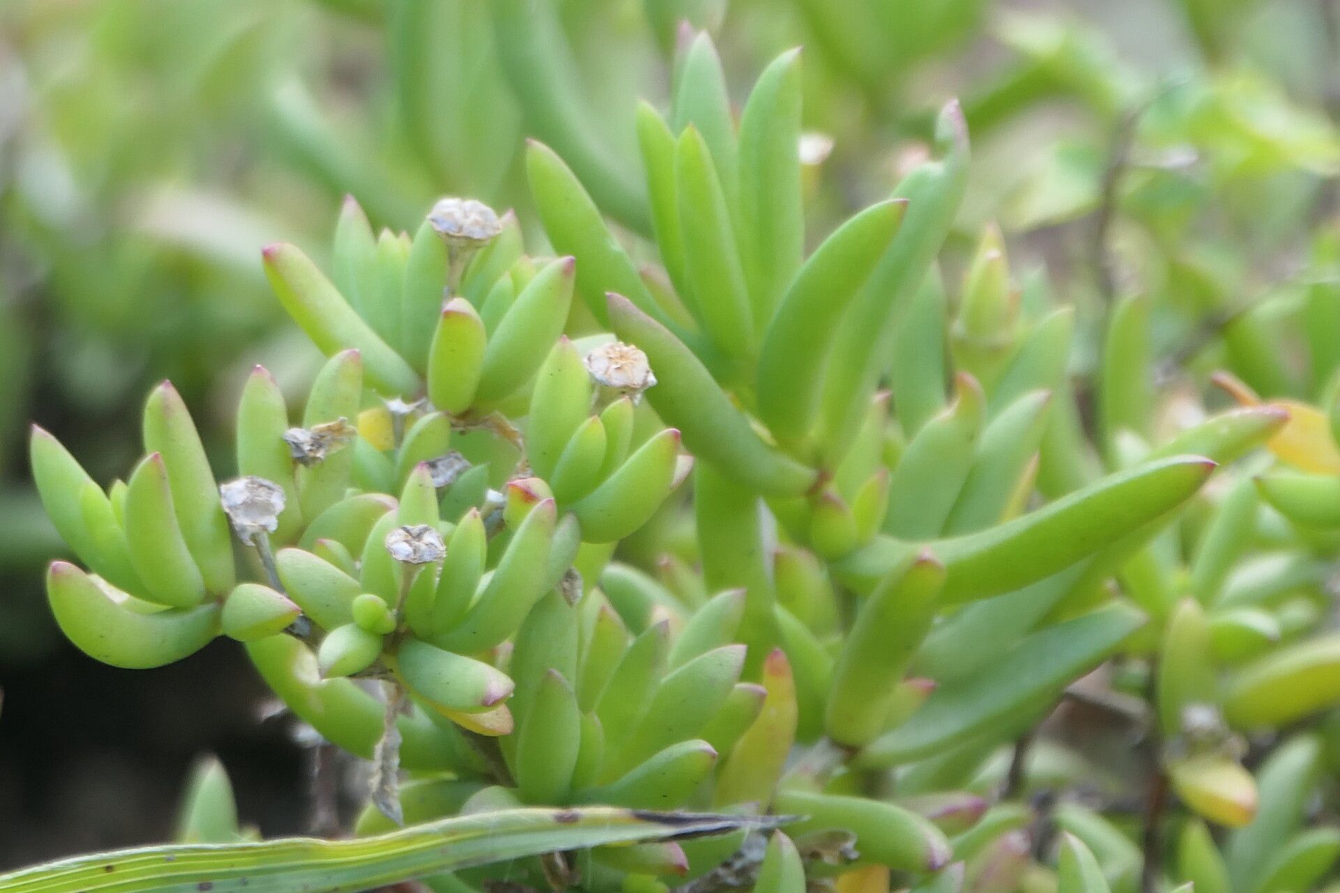 Delosperma rileyi — houseplant care guide
