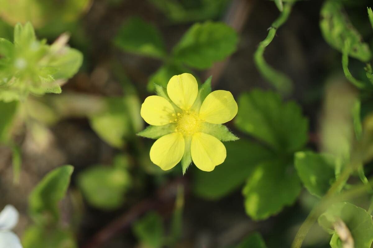 Potentilla hebiichigo flower