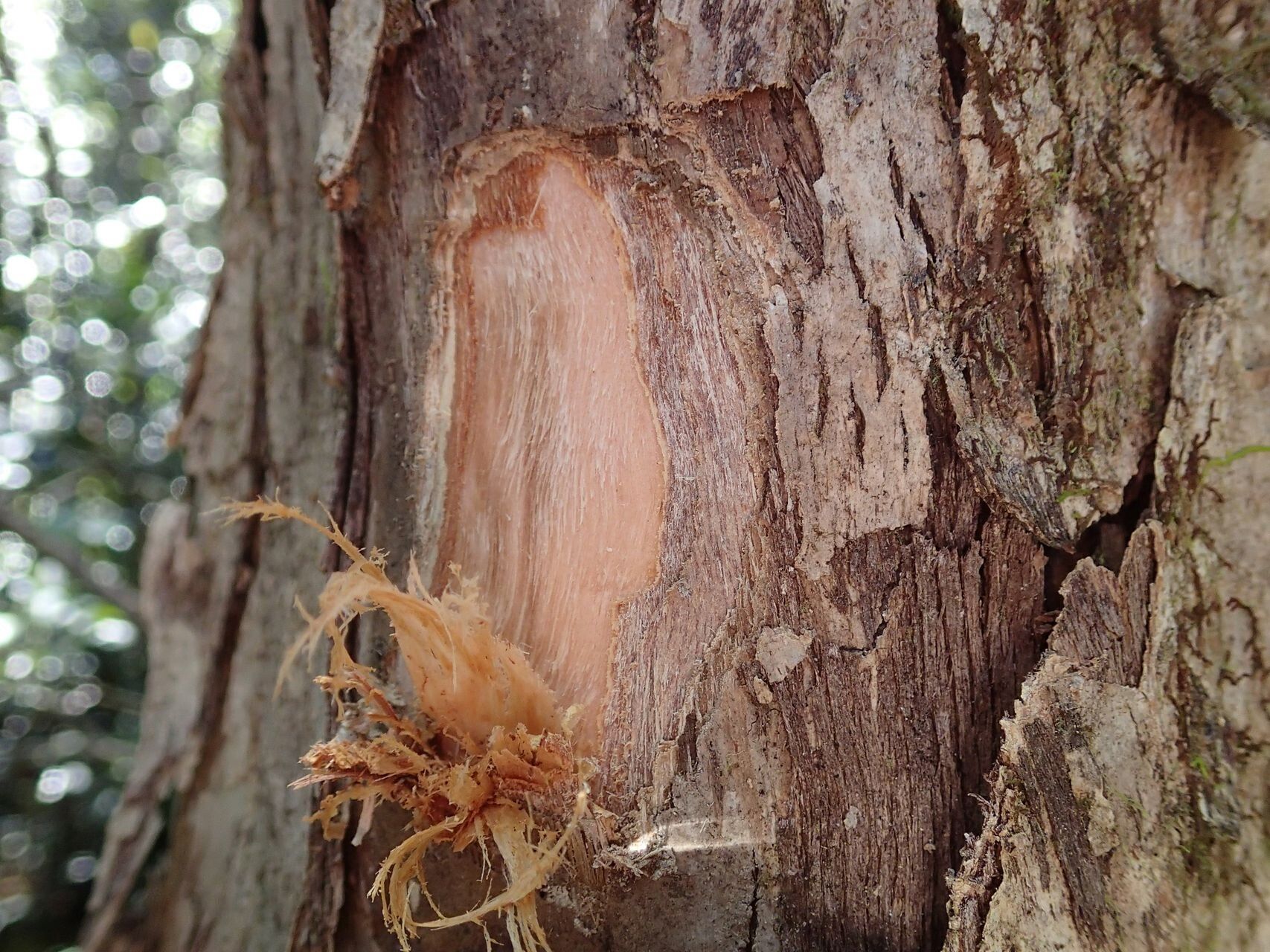 Tristaniopsis guillainii bark