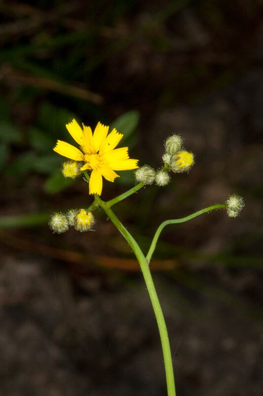 Hieracium laevigatum bark