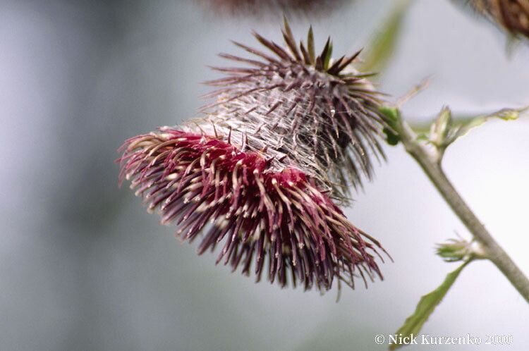 Synurus deltoides — search result for 'Mongolia'
