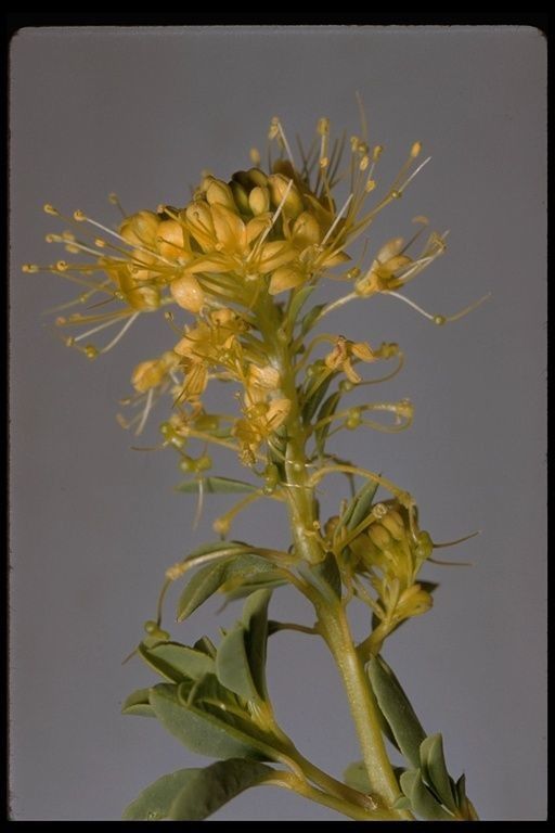 Wislizenia refracta — search result for 'and Chihuahua'