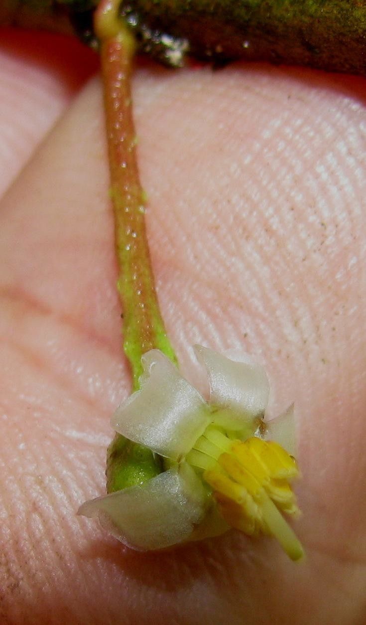 Clidemia fraterna — search result for 'Clidemia'