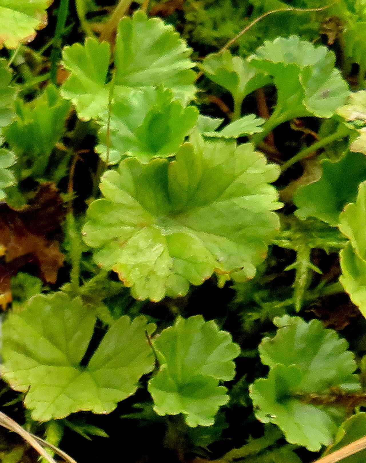 Gunnera hamiltonii — related species from the same genus