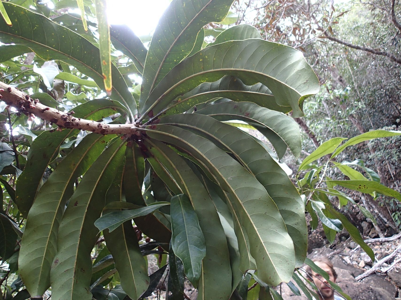 Pycnandra kaalaensis — houseplant care guide