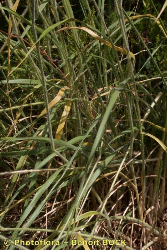 Koeleria hispanica other