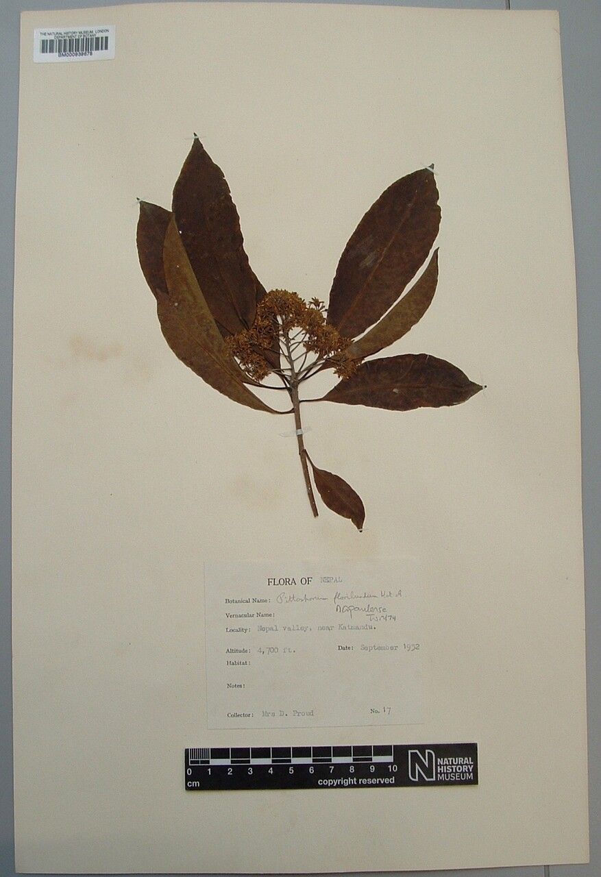 Pittosporum napaulense — search result for 'Pittosporum'