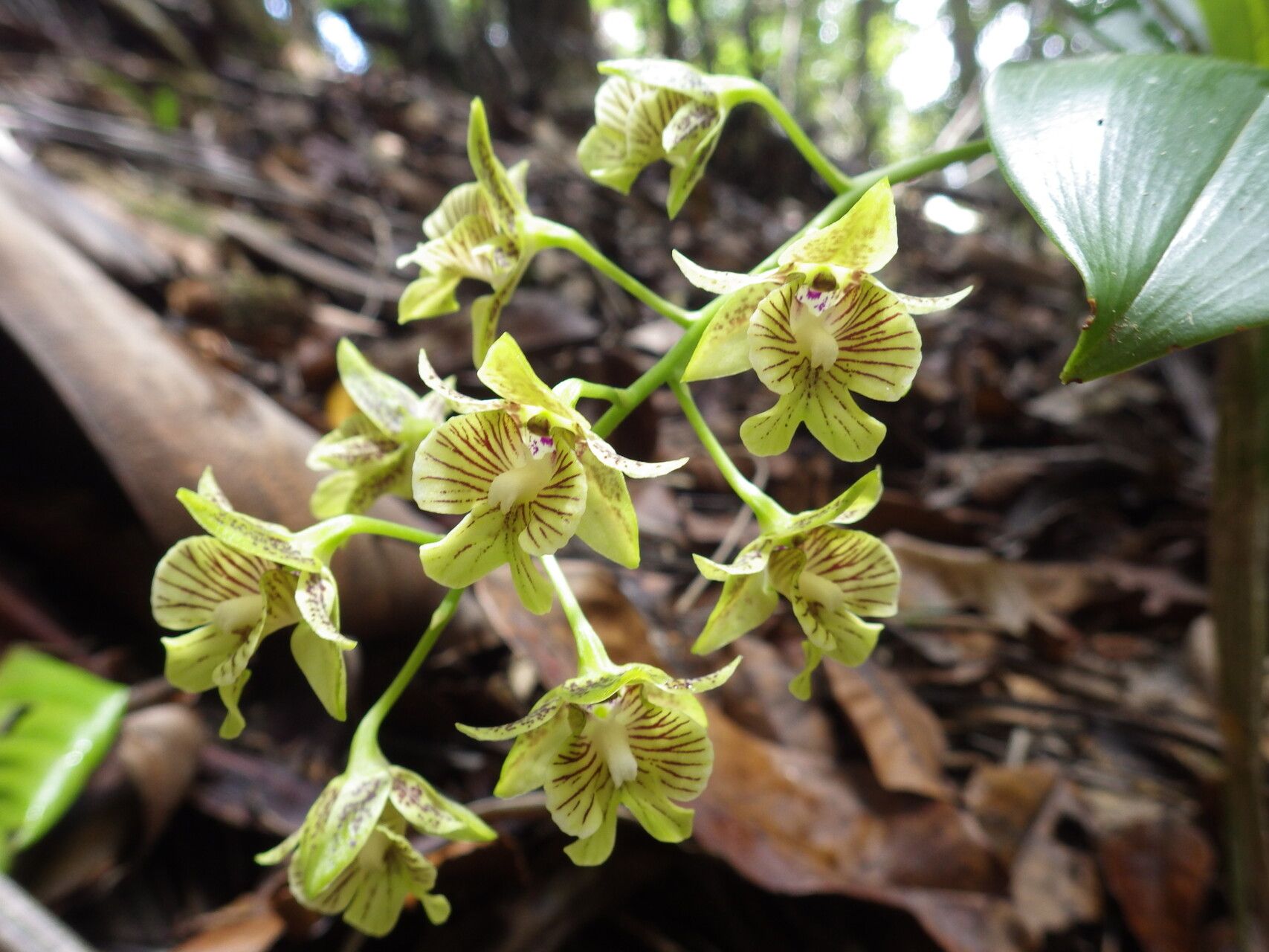 Dendrobium biloculare flower