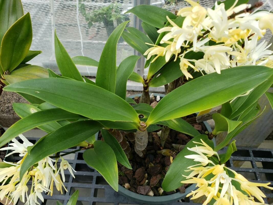 Dendrobium jonesii — houseplant care guide