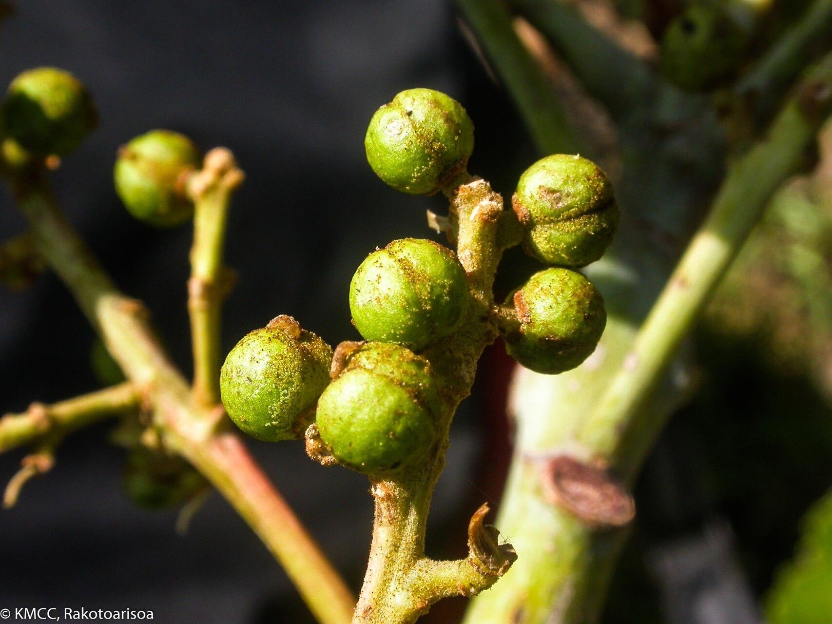 Macaranga sphaerophylla fruit
