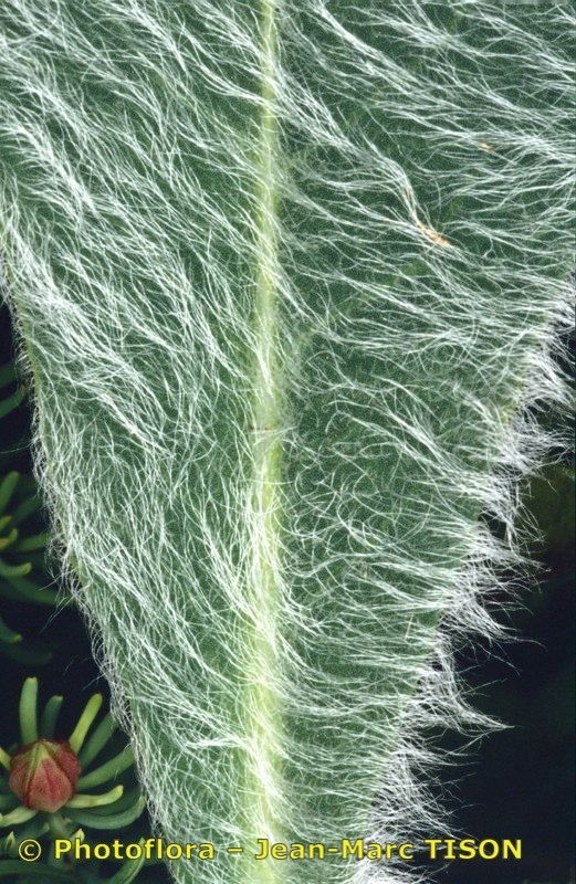 Hieracium monregalense leaf
