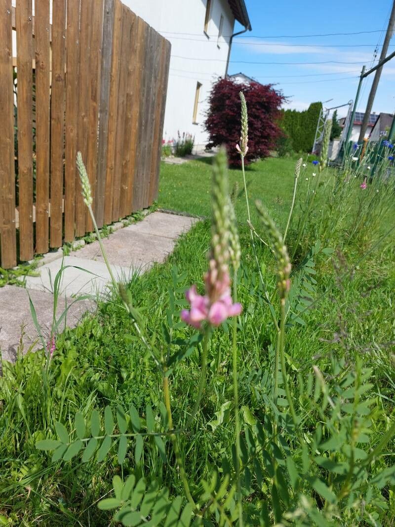 Onobrychis arenaria flower