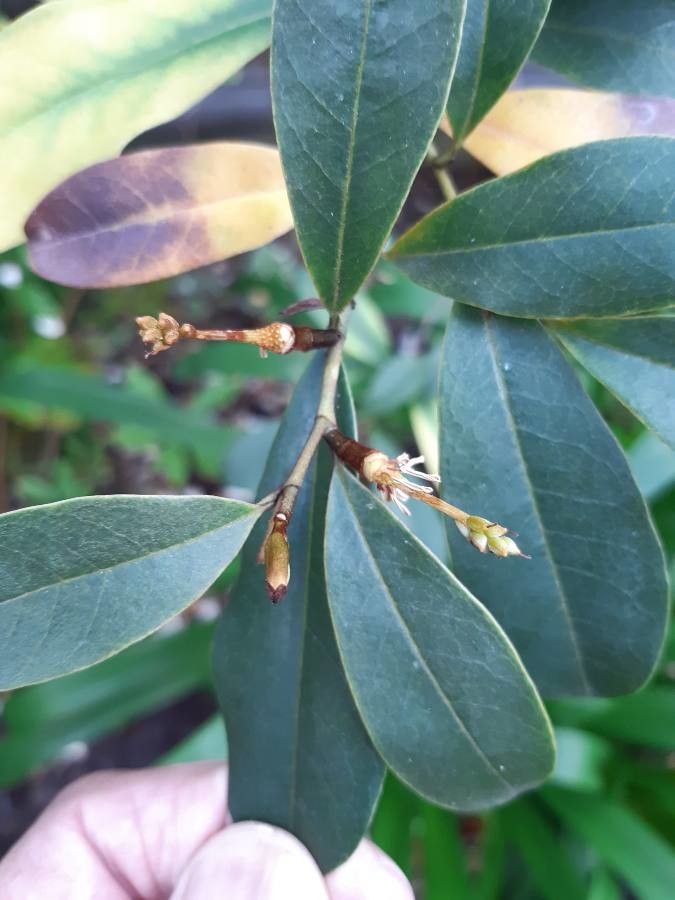 Magnolia laevifolia fruit