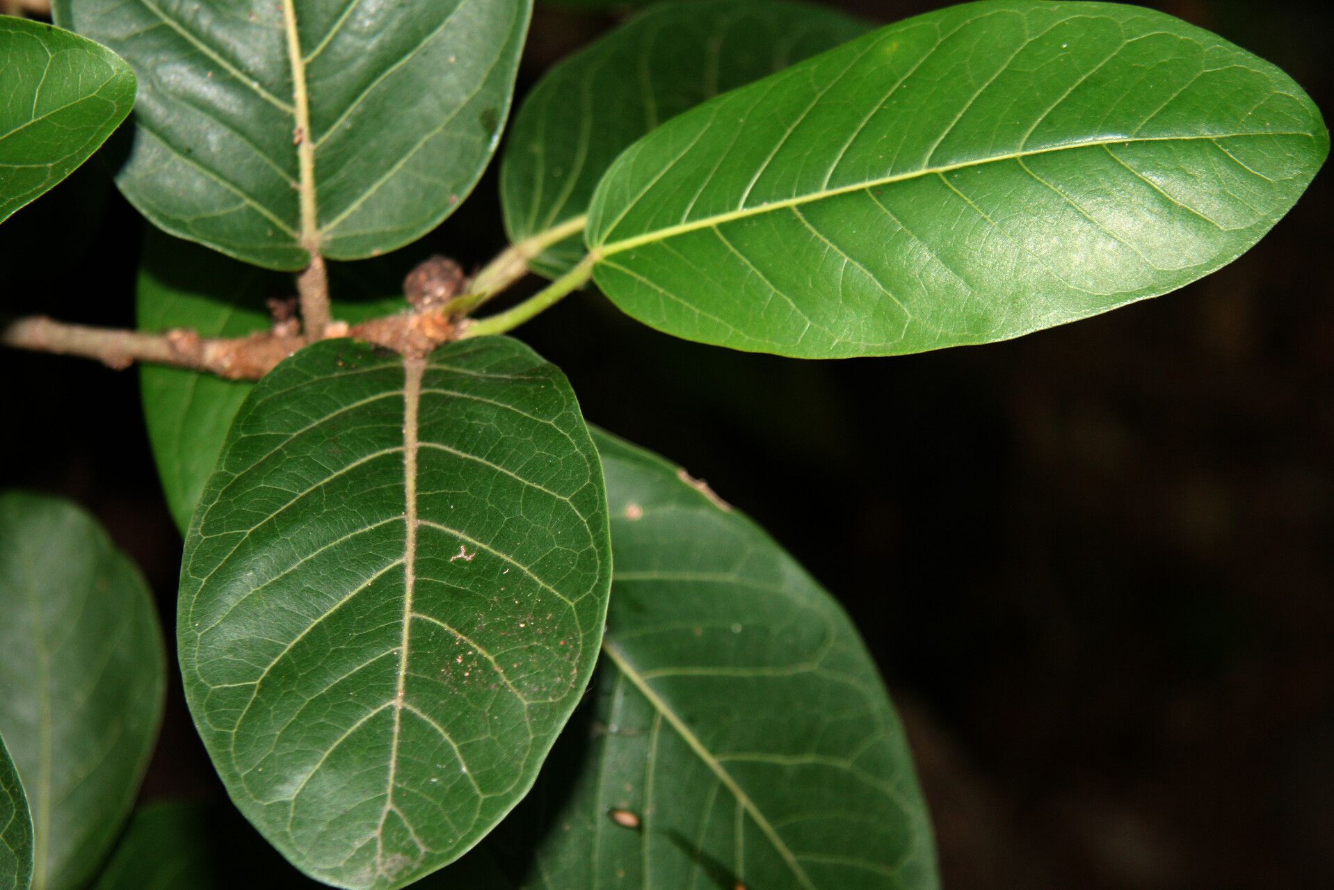 Ficus hondurensis — houseplant care guide