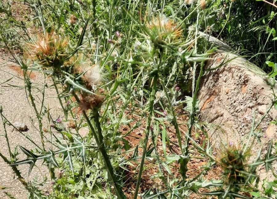 Galactites duriaei flower