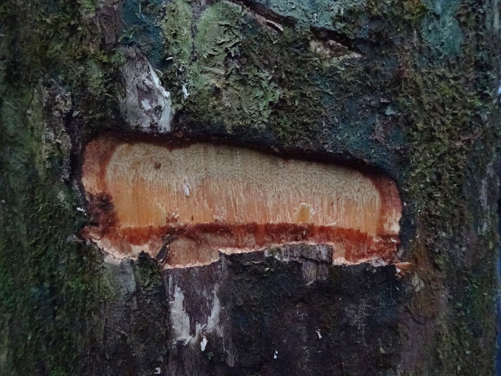 Tapura africana bark