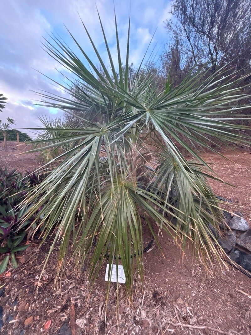 Coccothrinax hioramii leaf