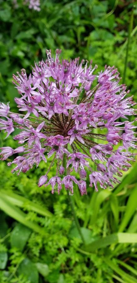 Allium aflatunense flower