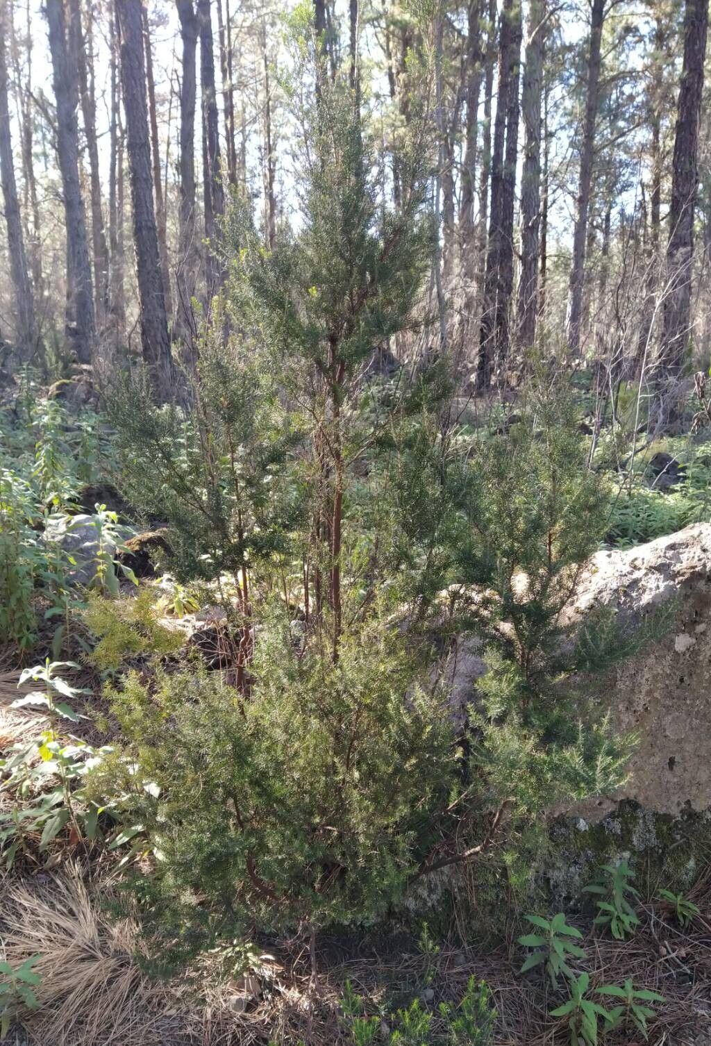 Erica canariensis habit