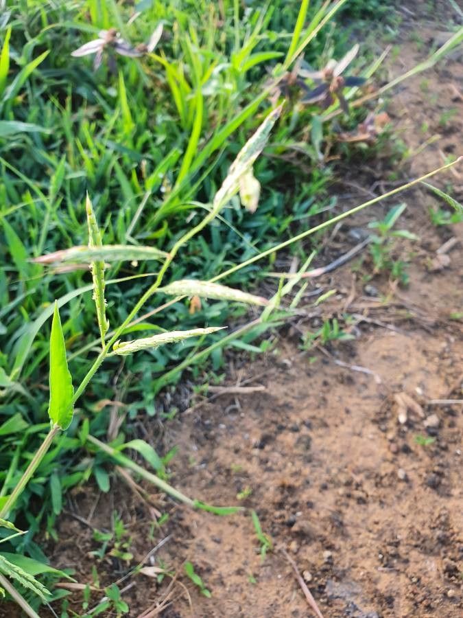 Urochloa panicoides leaf