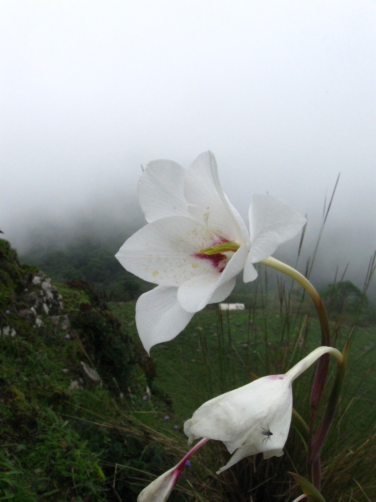 Gladiolus aequinoctialis — related species from the same genus