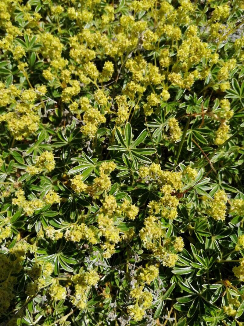 Alchemilla alpina bark