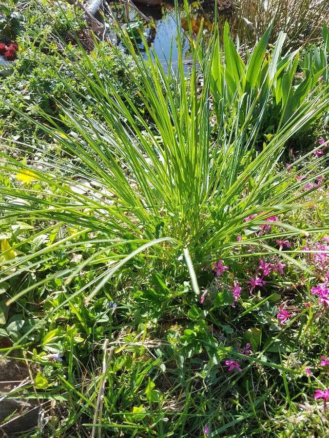 Allium strictum leaf