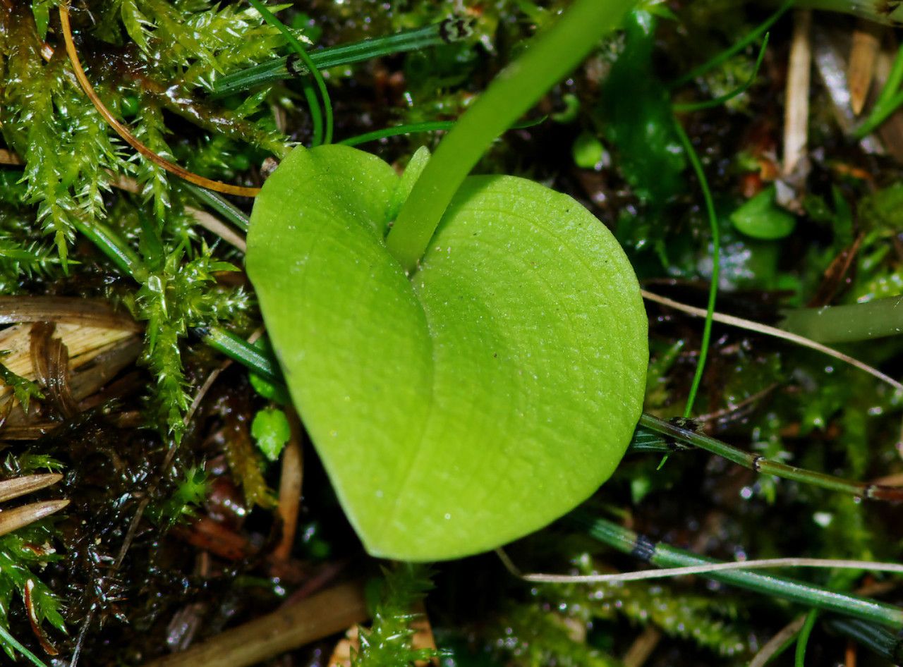 Malaxis monophyllos leaf