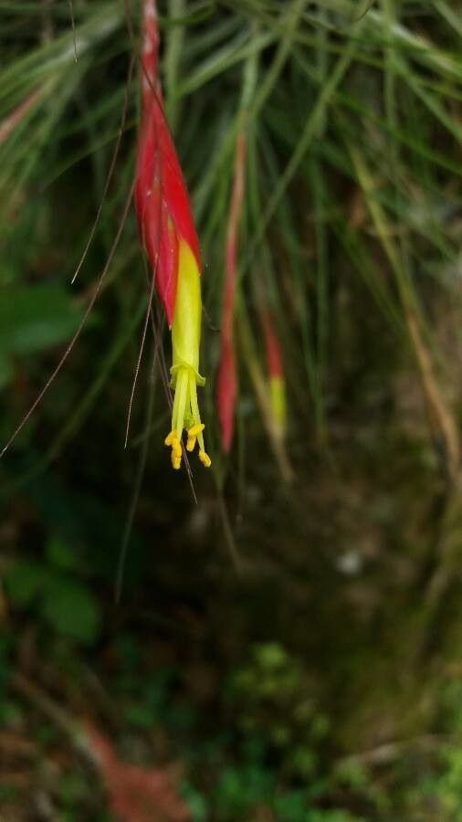 Tillandsia schiedeana flower