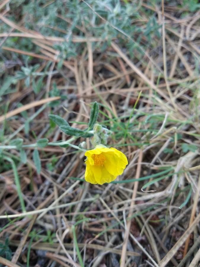 Tuberaria lignosa flower