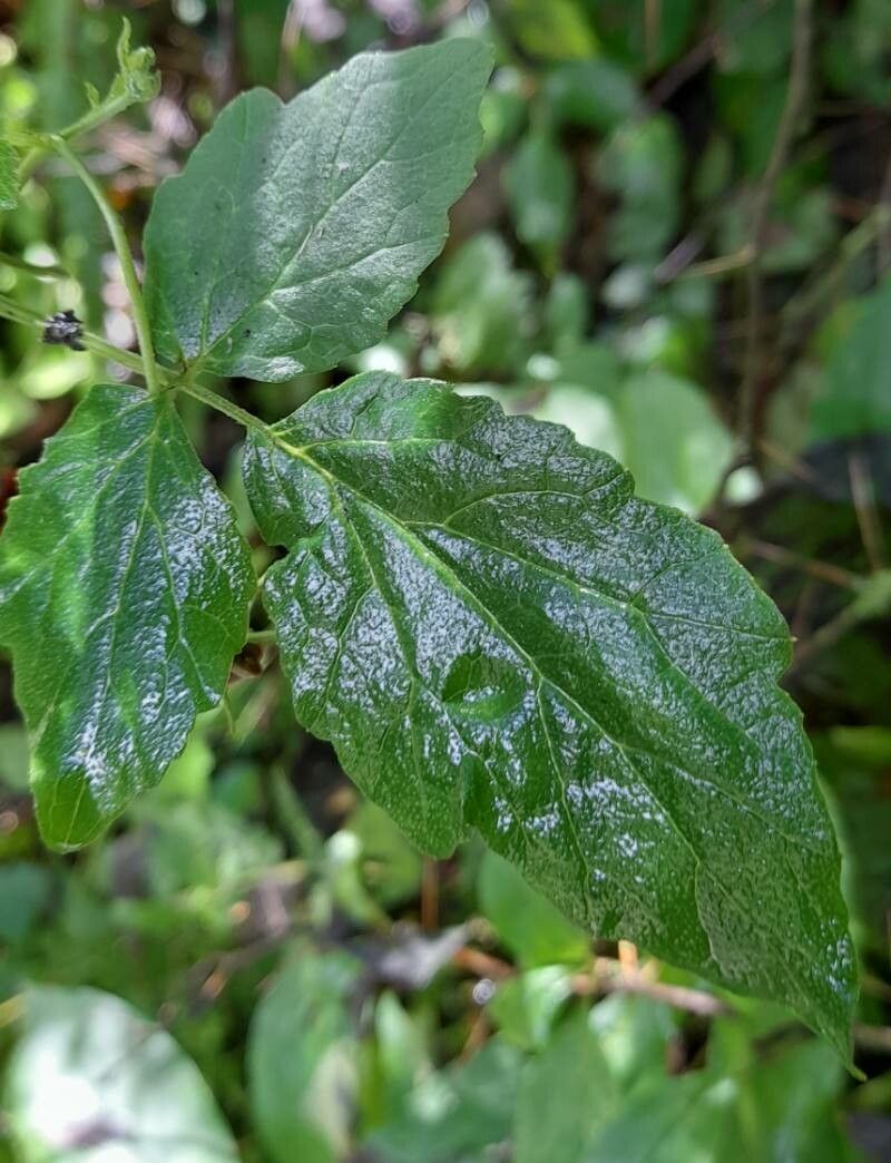 Caiophora hibiscifolia leaf