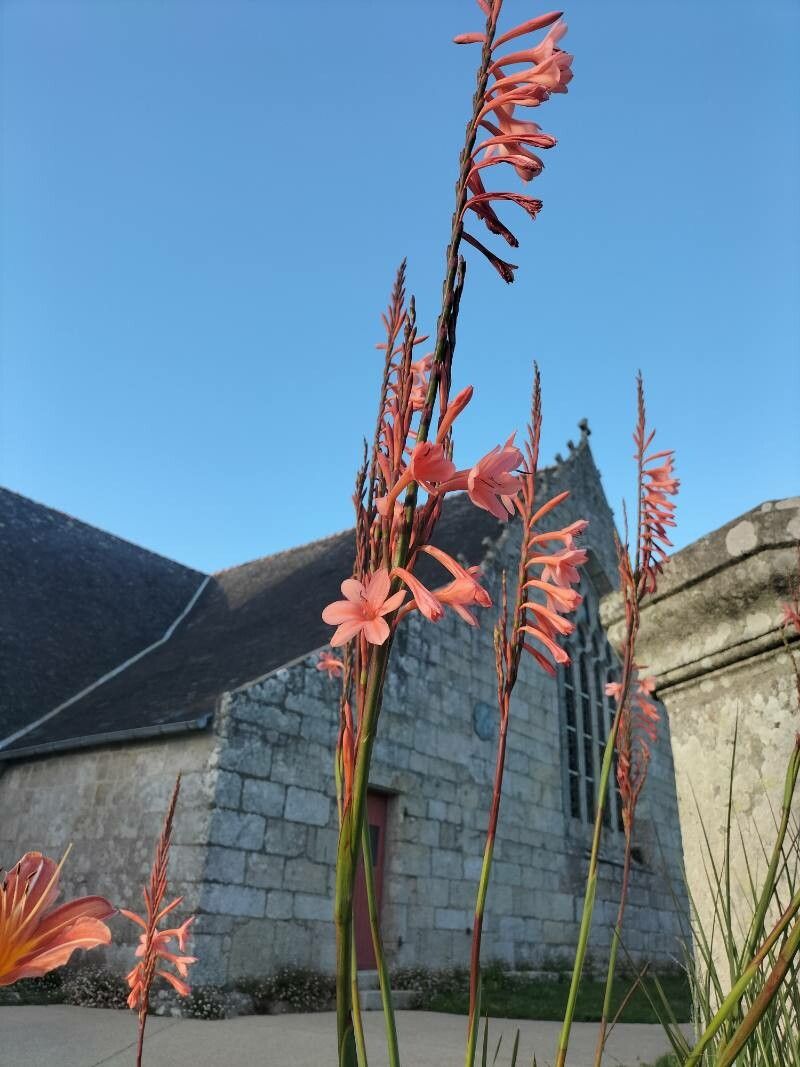 Watsonia meriana flower