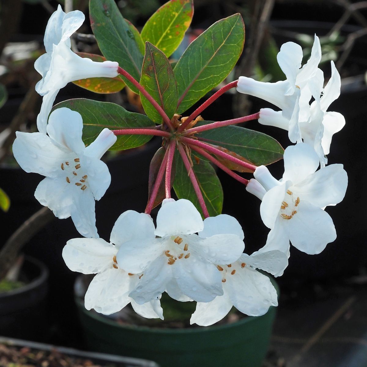 Rhododendron impositum — houseplant care guide