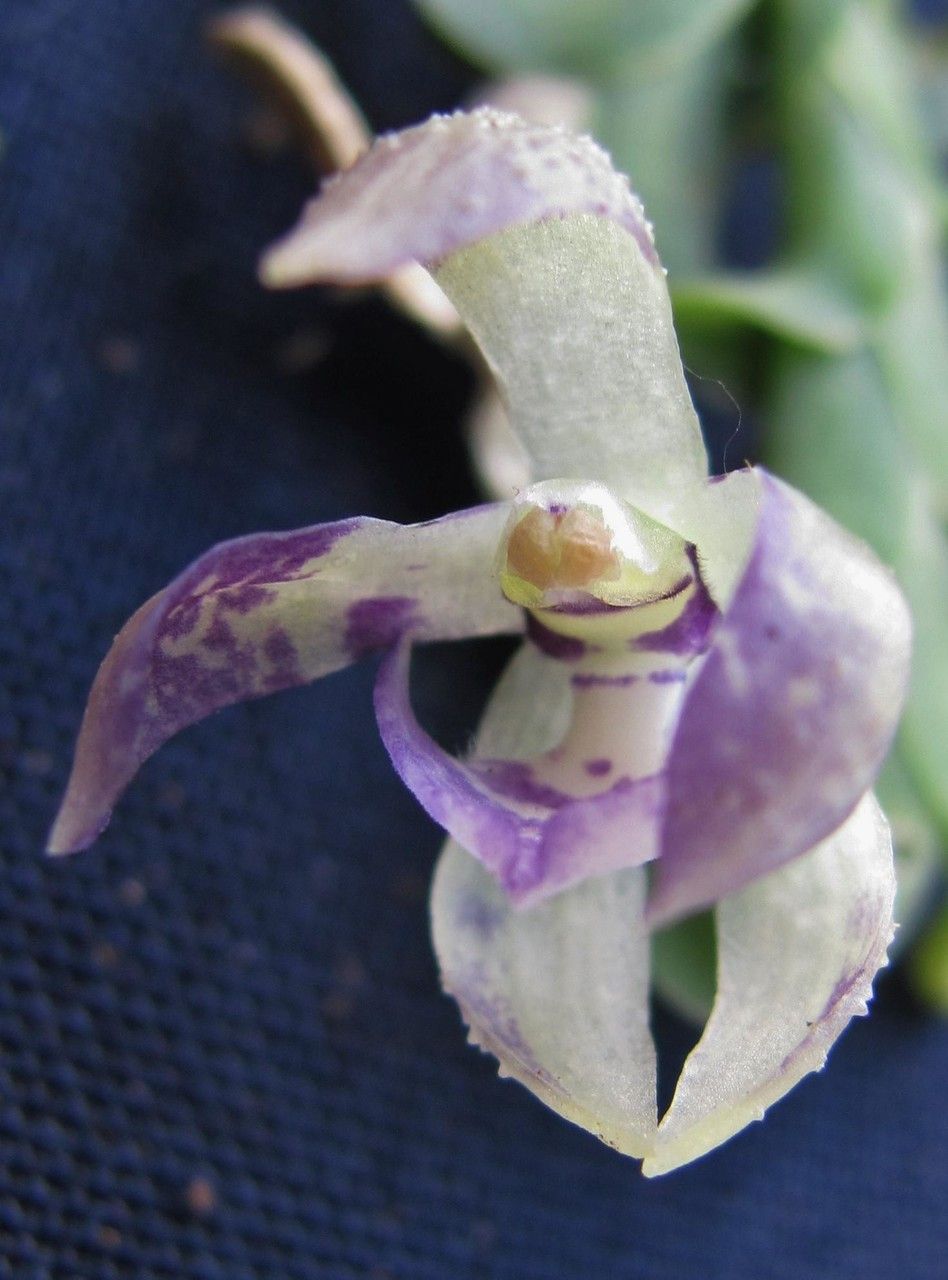 Dichaea cryptarrhena flower