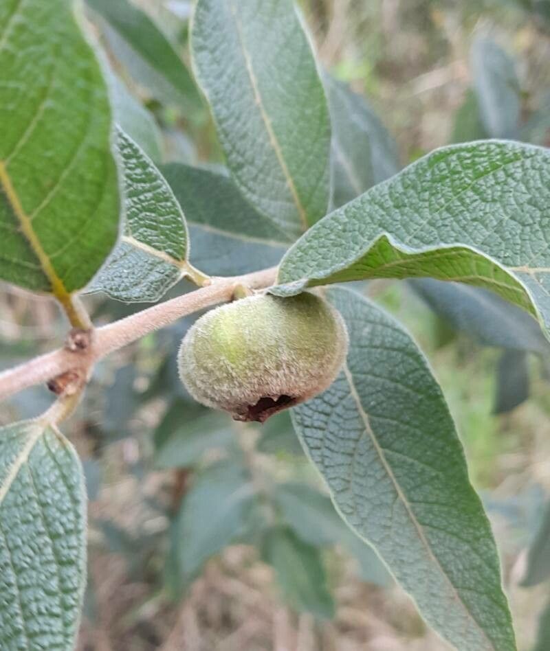 Campomanesia guazumifolia fruit