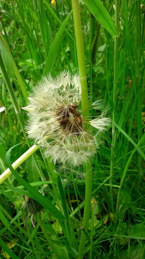 Taraxacum campylodes fruit