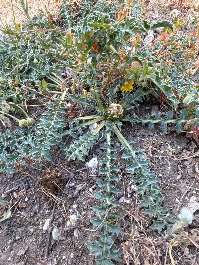 Carthamus matritensis habit