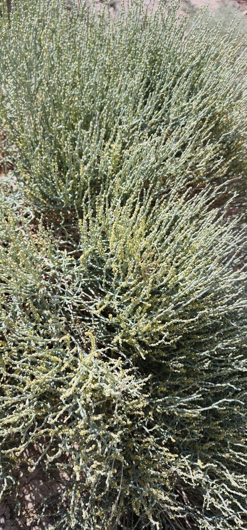 Anabasis salsa habit