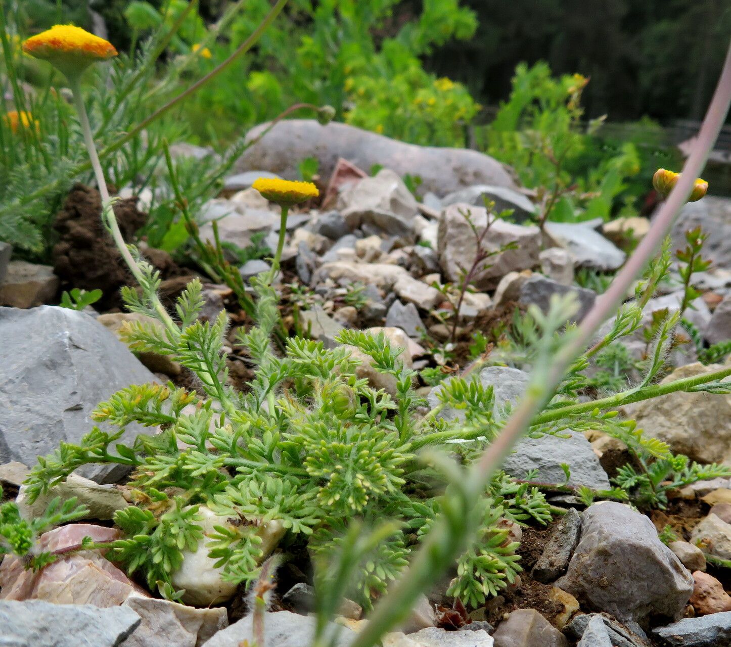 Cotula socialis habit