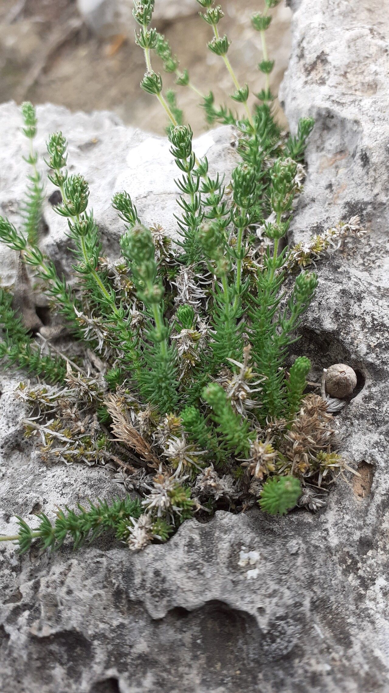 Galium graecum — houseplant care guide