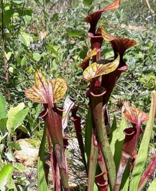 Sarracenia rubra flower