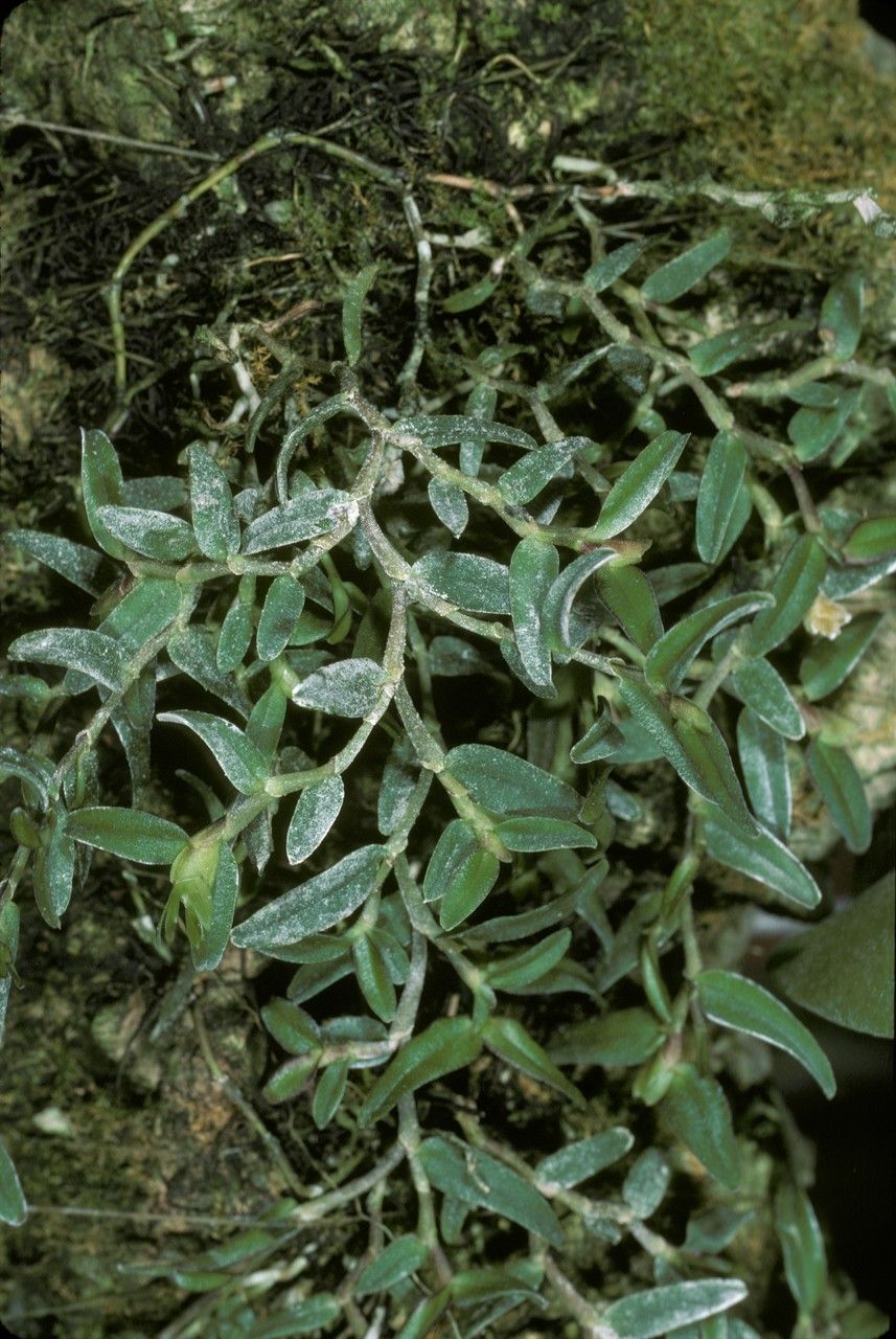 Epidendrum repens — search result for 'Epidendrum'