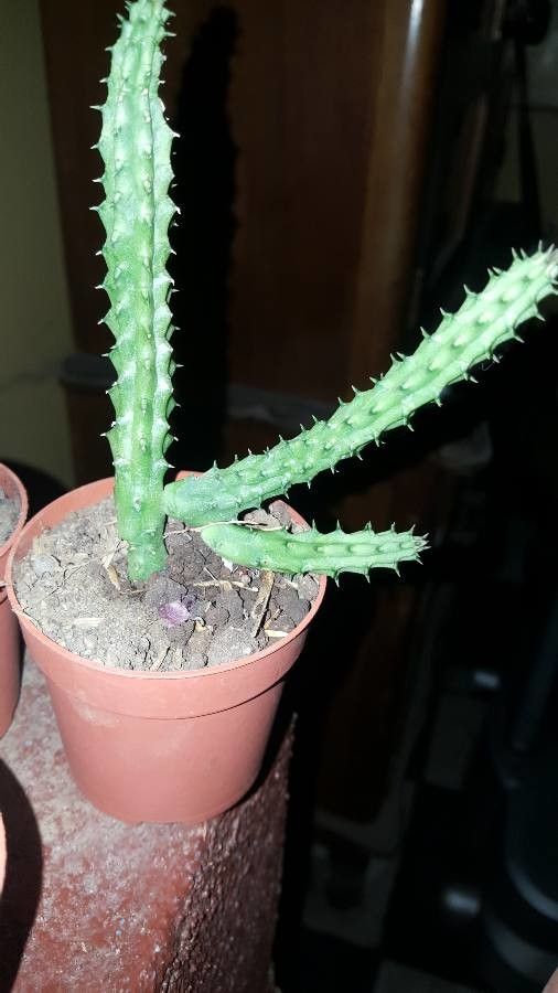 Euphorbia stellata bark