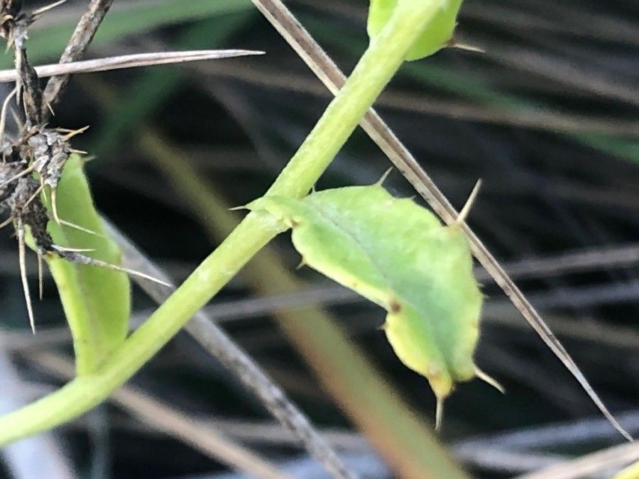 Cirsium pyrenaicum — search result for 'Cirsium'